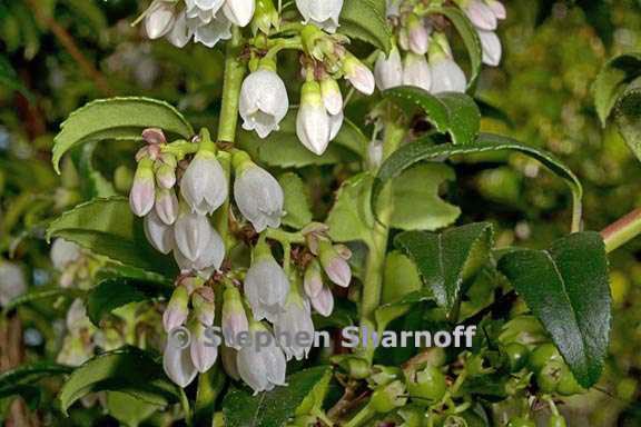 vaccinium ovatum 8 graphic